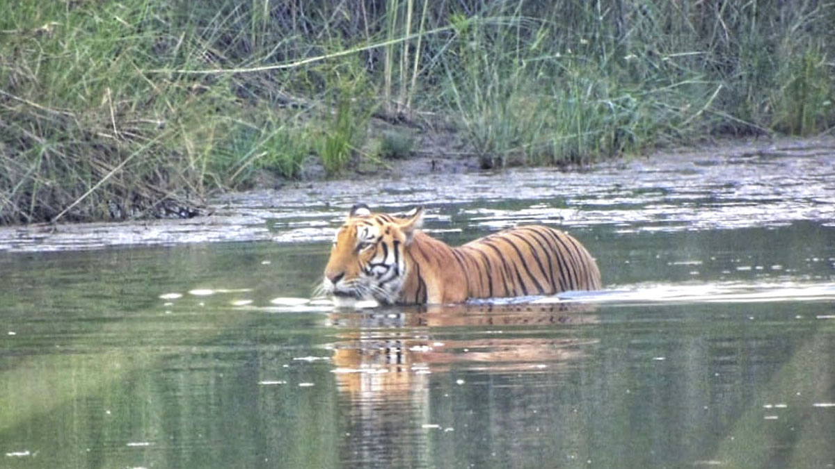 Chitwan Wildlife Safari