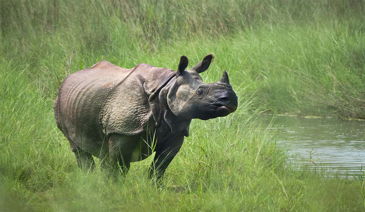 wild rhino in nepal national park